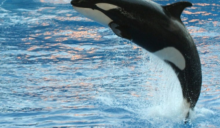 SeaWorld Orlando's Christmas Celebration Returns With 70-Foot Tree, Orca Light Show