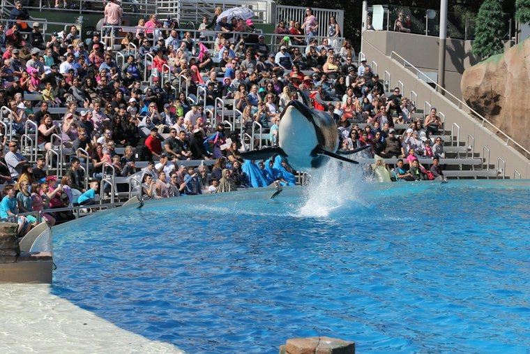 SeaWorld San Diego Honors Veterans With Fireworks, Flags Nov. 7-9