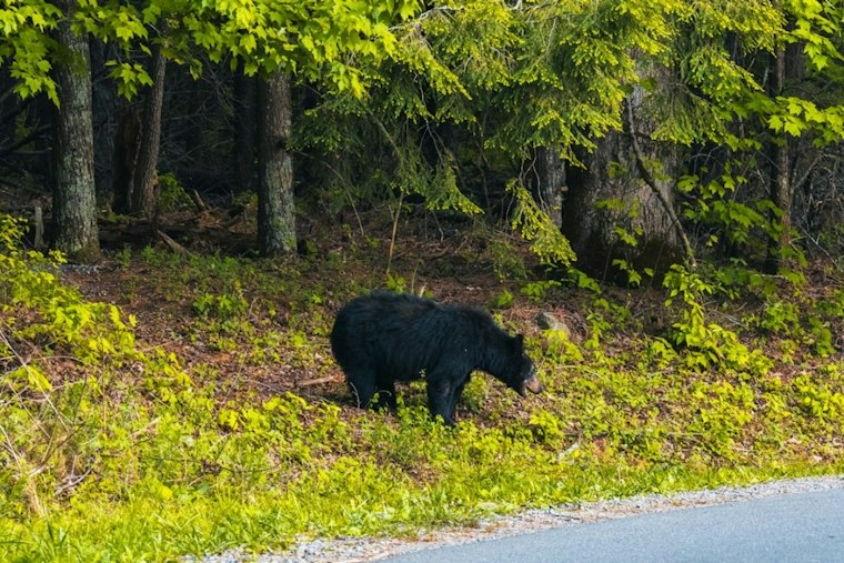 Sequoia Bear Incidents More Than Double Since 2020 as Park Issues Fall Warning