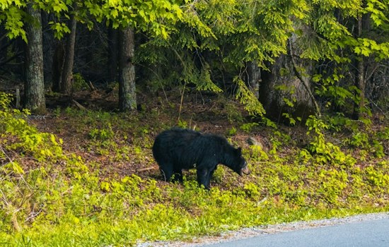 Sequoia Bear Incidents More Than Double Since 2020 as Park Issues Fall Warning