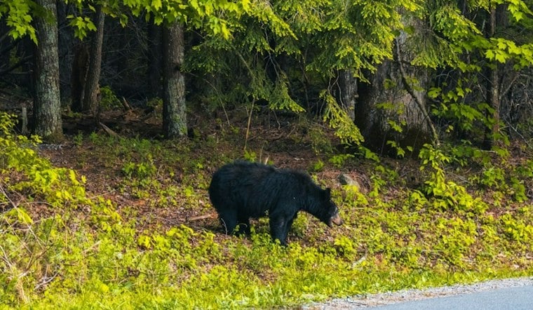 Sequoia Bear Incidents More Than Double Since 2020 as Park Issues Fall Warning