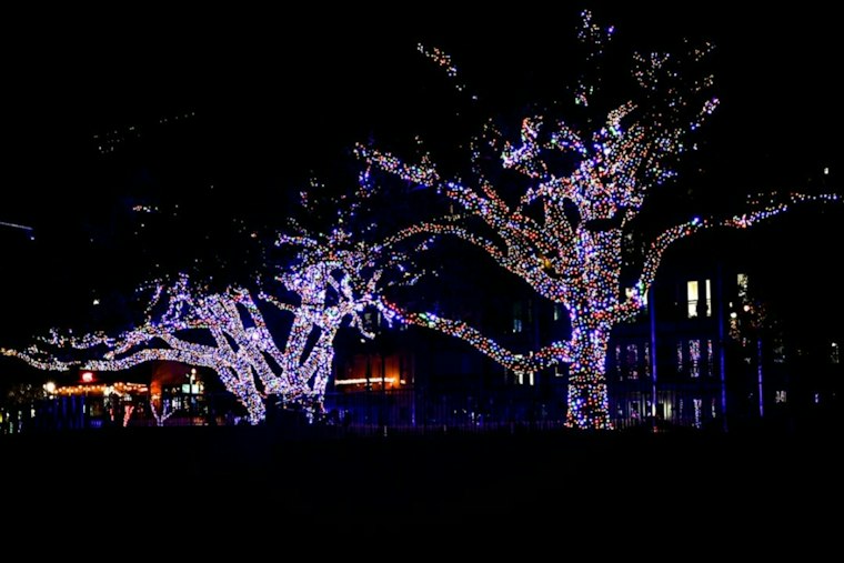 SF Zoo Revives ZooLights After 8 Years, Betting Big on $30 Tickets