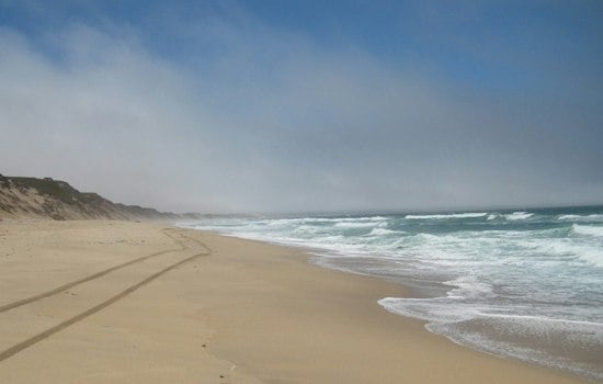 Shark Breaches Behind Beachgoer at Marina State Beach, Video Shows