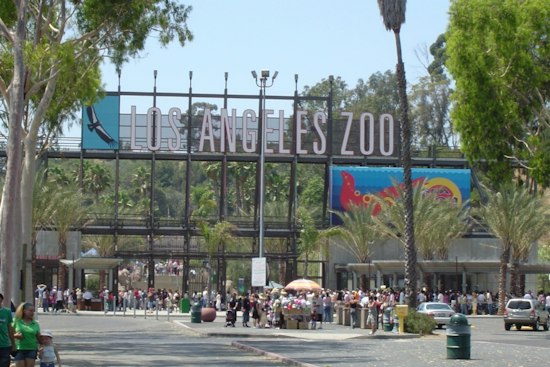 Six Magellanic Penguins Waddle Into LA Zoo for First Time Since 1984