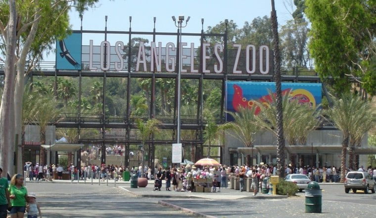 Six Magellanic Penguins Waddle Into LA Zoo for First Time Since 1984