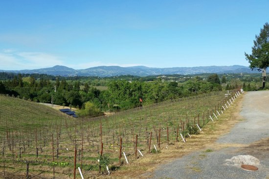 Sonoma Winery That Vanished in 2024 Returns After Merger With Brookside