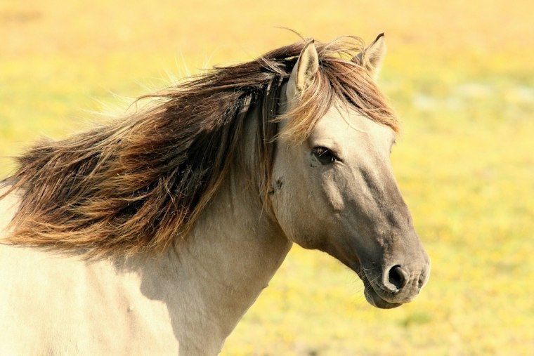 South Fulton Horseman Takes Horse Seizure Fight to Full Appeals Court