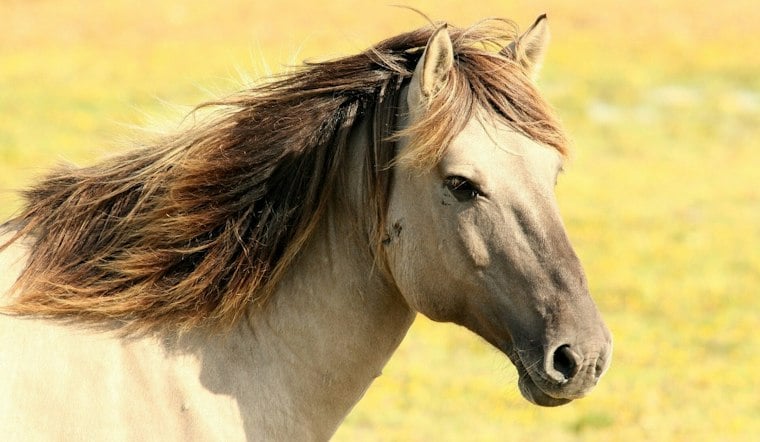 South Fulton Horseman Takes Horse Seizure Fight to Full Appeals Court