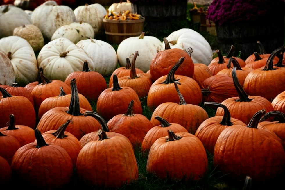 South Kingstown Farm's $25 All-You-Can-Carry Pumpkin Deal Draws Line of 40