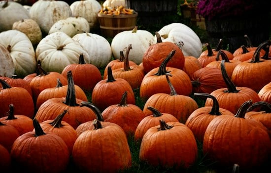 South Kingstown Farm's $25 All-You-Can-Carry Pumpkin Deal Draws Line of 40