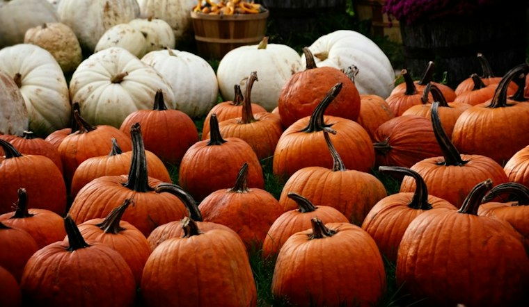 South Kingstown Farm's $25 All-You-Can-Carry Pumpkin Deal Draws Line of 40
