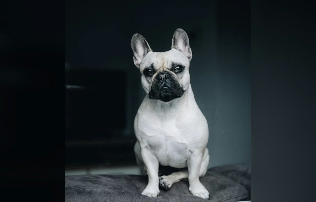 South Pasadena Gives City Proclamation To Wheelchair-Beating Bulldog Ms. Piggles