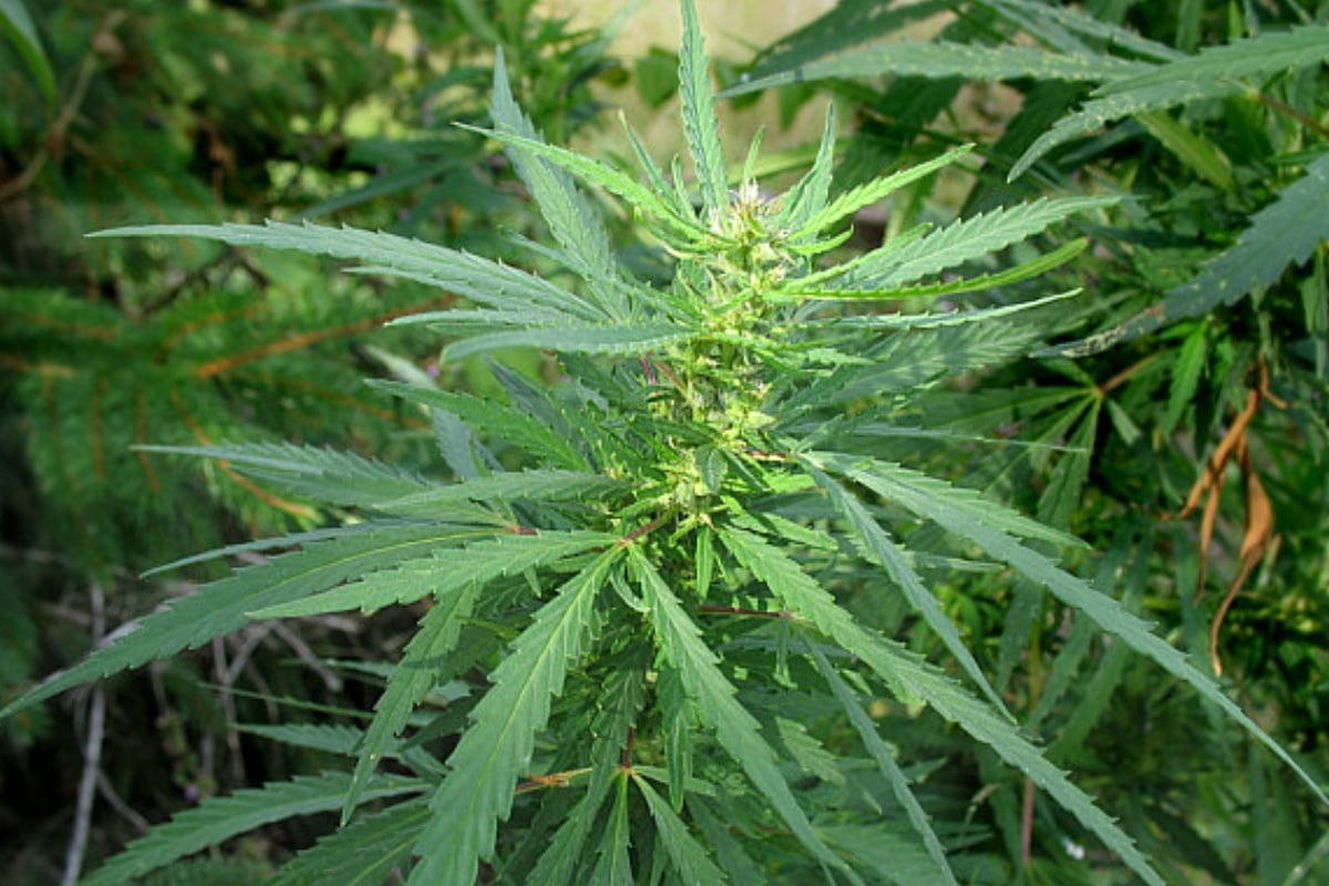 hoodline.com - Bethany Kreamer - Springfield Eyes Cannabis Tax Funds for Elderly Tax Relief