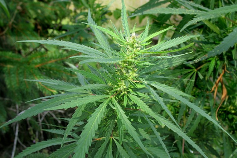 Springfield Weighs Using Cannabis Tax Cash to Ease Elderly Homeowners' Tax Bills
