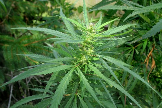 Springfield Weighs Using Cannabis Tax Cash to Ease Elderly Homeowners' Tax Bills