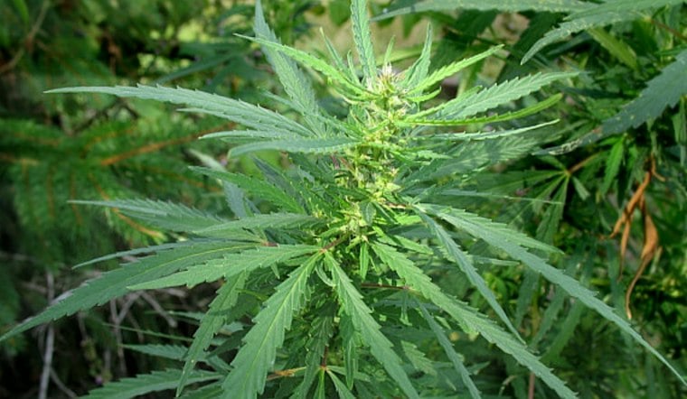 Springfield Weighs Using Cannabis Tax Cash to Ease Elderly Homeowners' Tax Bills