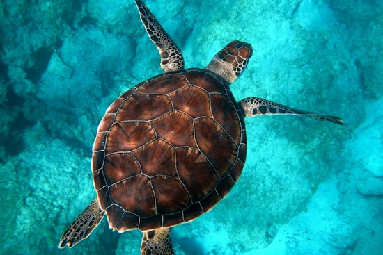 St. Mary's County Turtle Bust Leaves 27 Dead, Maryland Weighs Tougher Rules