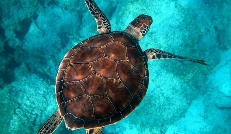 St. Mary's County Turtle Bust Leaves 27 Dead, Maryland Weighs Tougher Rules