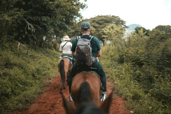 Sunshine Bridge Crash Kills Three Trail-Riding Horses, Driver Flees on Foot