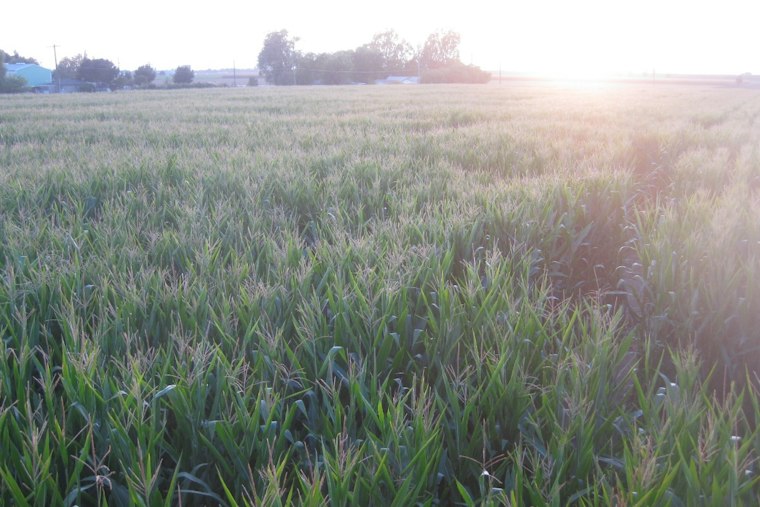 Suspect Jailed After Two Stabbed Inside Dixon Corn Maze Friday Night