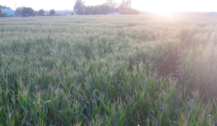 Suspect Jailed After Two Stabbed Inside Dixon Corn Maze Friday Night