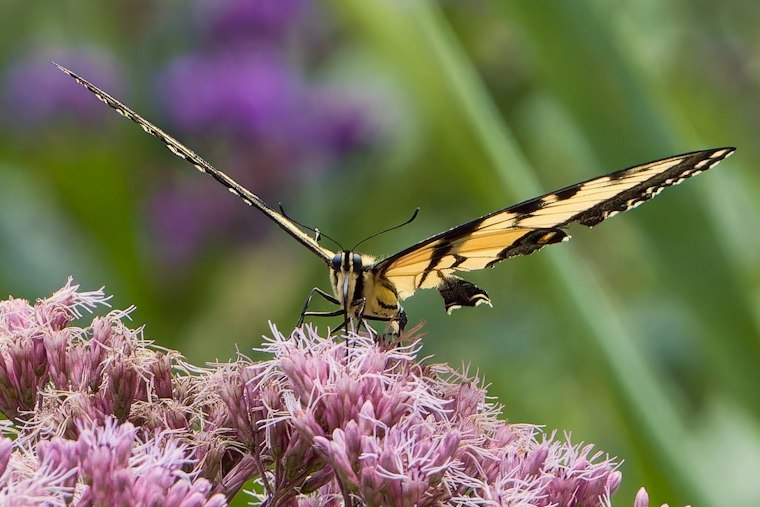 Swallowtail Butterflies Swarm Alligator River Refuge in Rare Mineral-Sipping Ritual