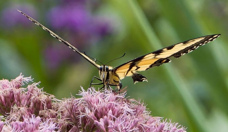 Swallowtail Butterflies Swarm Alligator River Refuge in Rare Mineral-Sipping Ritual