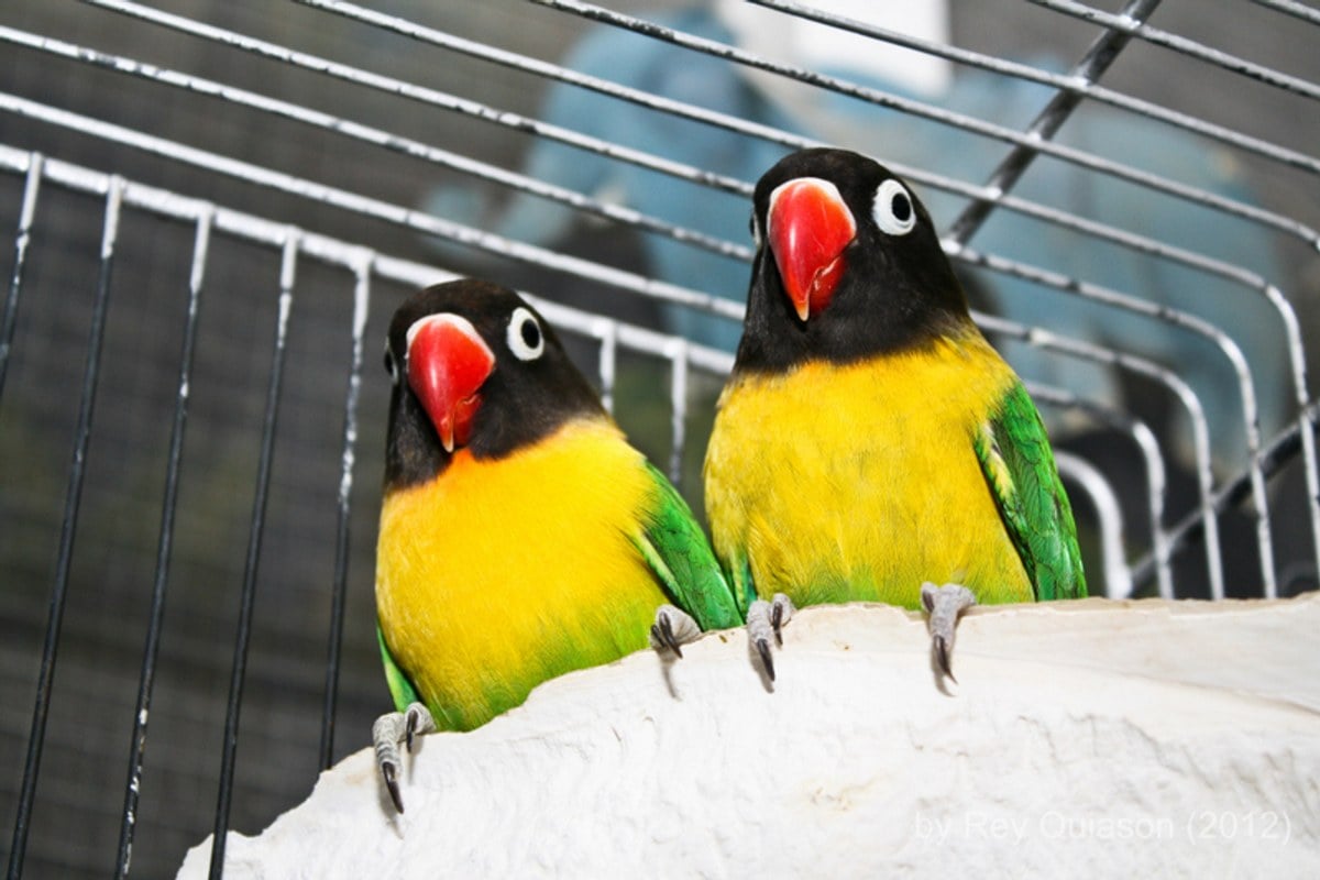 Sweetwater Man Accused of Throwing Pet Birds at Woman