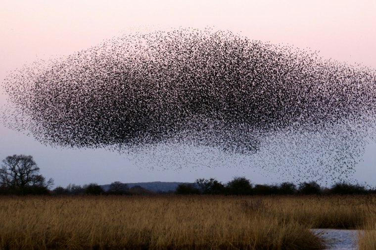 Tampa Bay Radar Lights Up as Millions of Birds Cross Florida Skies Overnight