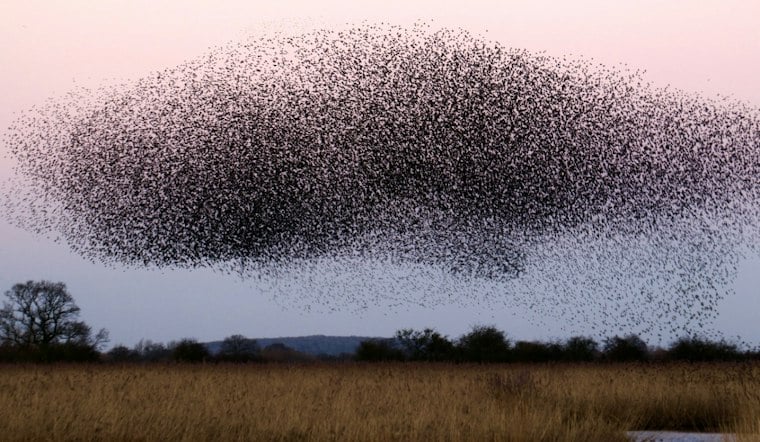 Tampa Bay Radar Lights Up as Millions of Birds Cross Florida Skies Overnight
