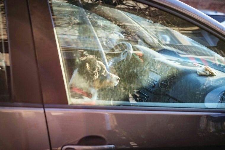 Tampa Man, 67, Arrested After Dogs Left Locked in Car for 11 Hours