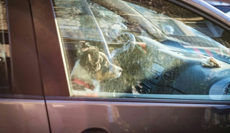 Tampa Man, 67, Arrested After Dogs Left Locked in Car for 11 Hours
