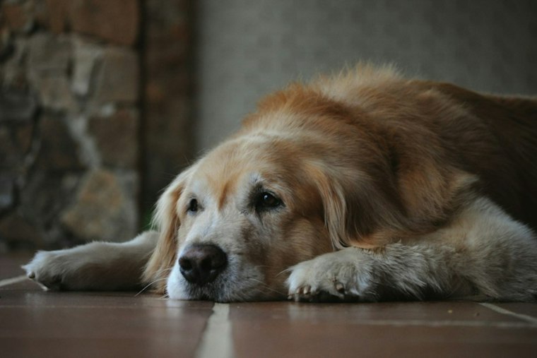 Tampa Researchers Chase One-Shot Gene Therapy for Dogs With Dementia