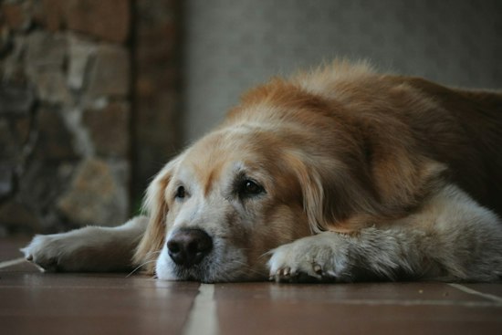 Tampa Researchers Chase One-Shot Gene Therapy for Dogs With Dementia