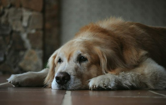 Tampa Researchers Chase One-Shot Gene Therapy for Dogs With Dementia