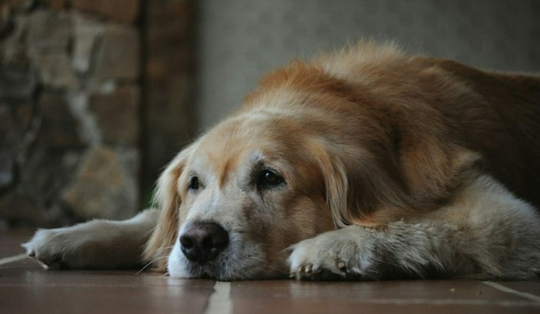 Tampa Researchers Chase One-Shot Gene Therapy for Dogs With Dementia