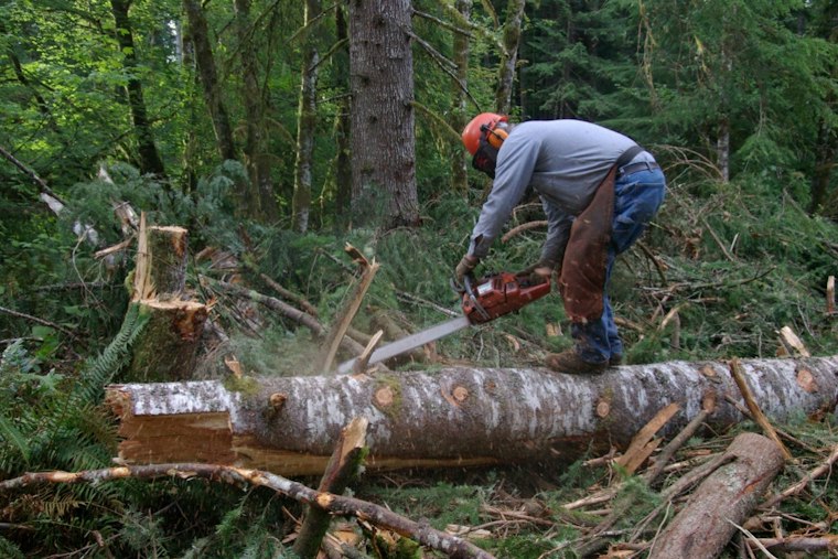 Team Rubicon Volunteers Drop Hundreds of Dead Trees Across Big Bear Burn Scars
