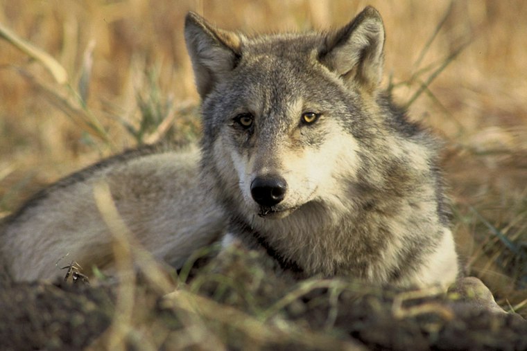 Ten Red Wolves Swap Coasts in Risky Bid to Save a Vanishing Species