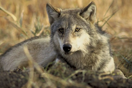 Ten Red Wolves Swap Coasts in Risky Bid to Save a Vanishing Species