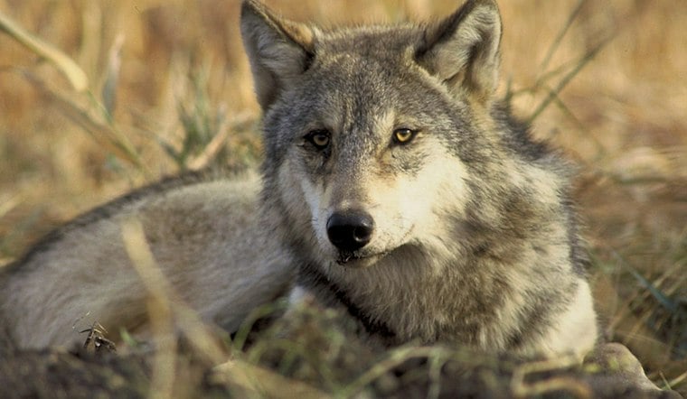 Ten Red Wolves Swap Coasts in Risky Bid to Save a Vanishing Species