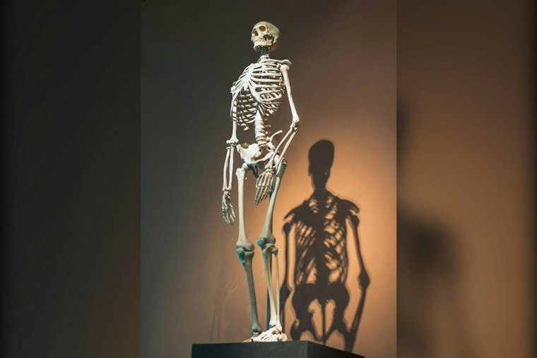 Tenafly Man's Skeleton Tribute to Knicks' Title Shot Turns Lawn Into Tourist Stop