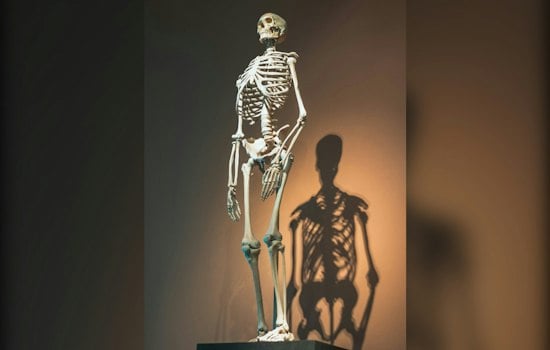 Tenafly Man's Skeleton Tribute to Knicks' Title Shot Turns Lawn Into Tourist Stop