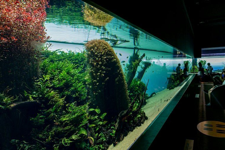 Tennessee Aquarium Building $5M Animal Hospital to Fight Vet Shortage