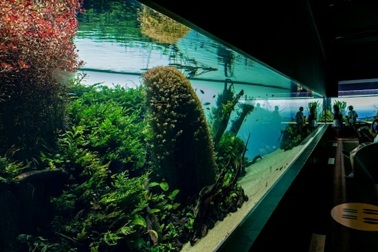 Tennessee Aquarium Building $5M Animal Hospital to Fight Vet Shortage