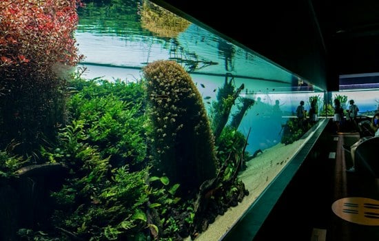 Tennessee Aquarium Building $5M Animal Hospital to Fight Vet Shortage