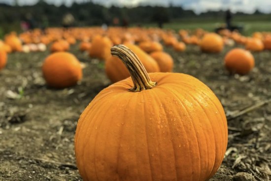 Texas Drought Slashes Pumpkin Harvest 30-40% in Top-Producing Region, Growers Scramble Before Halloween