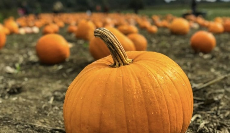 Texas Drought Slashes Pumpkin Harvest 30-40% in Top-Producing Region, Growers Scramble Before Halloween