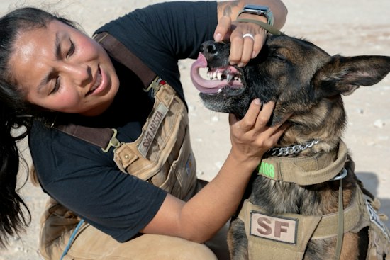 Texas Startup Warhound Raises $200M to Clone and Engineer Military Dogs