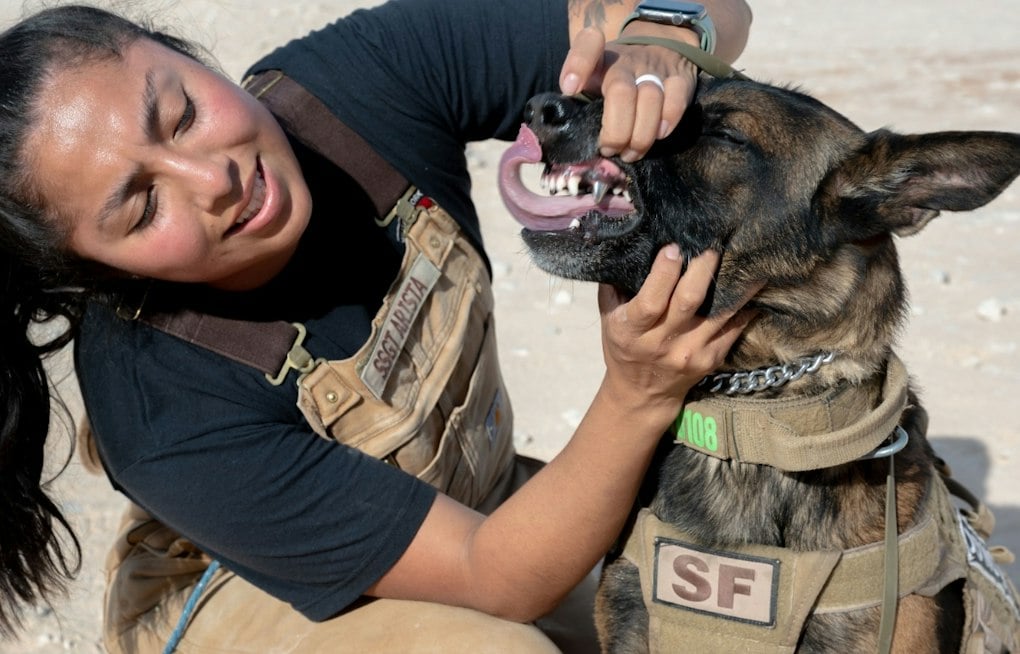 Texas Startup Warhound Raises $200M to Clone and Engineer Military Dogs
