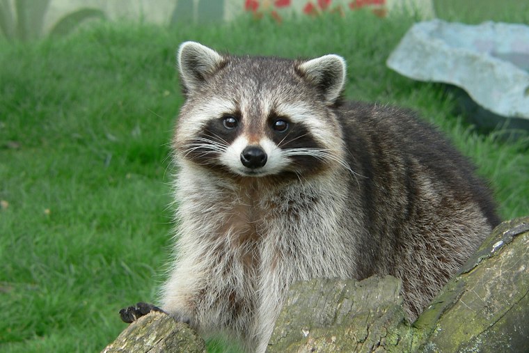 Three Rabid Animals Found in Gloucester County in One Week, Officials Warn